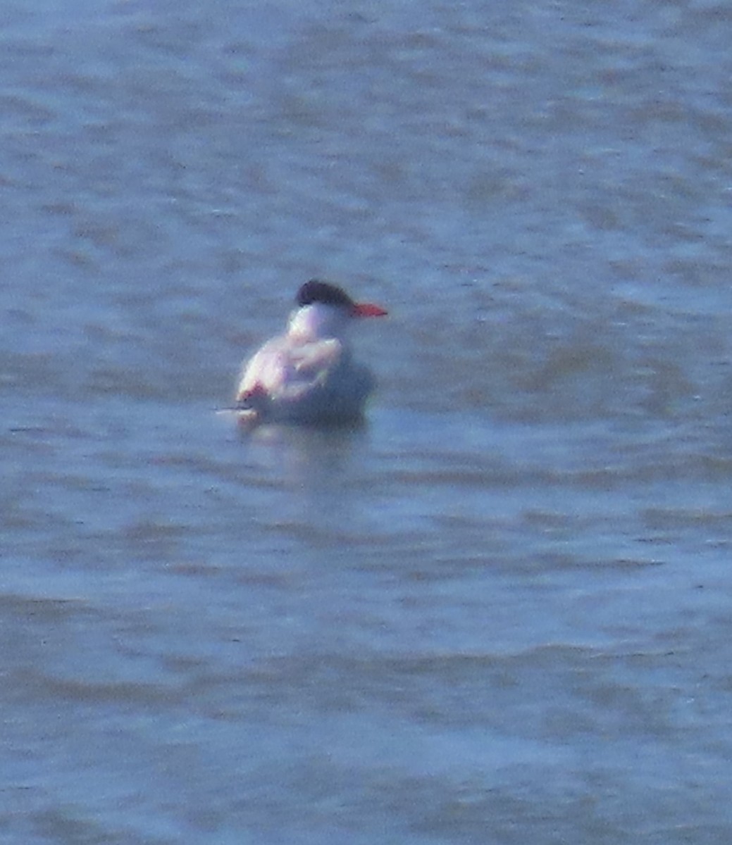 Caspian Tern - Heidi George