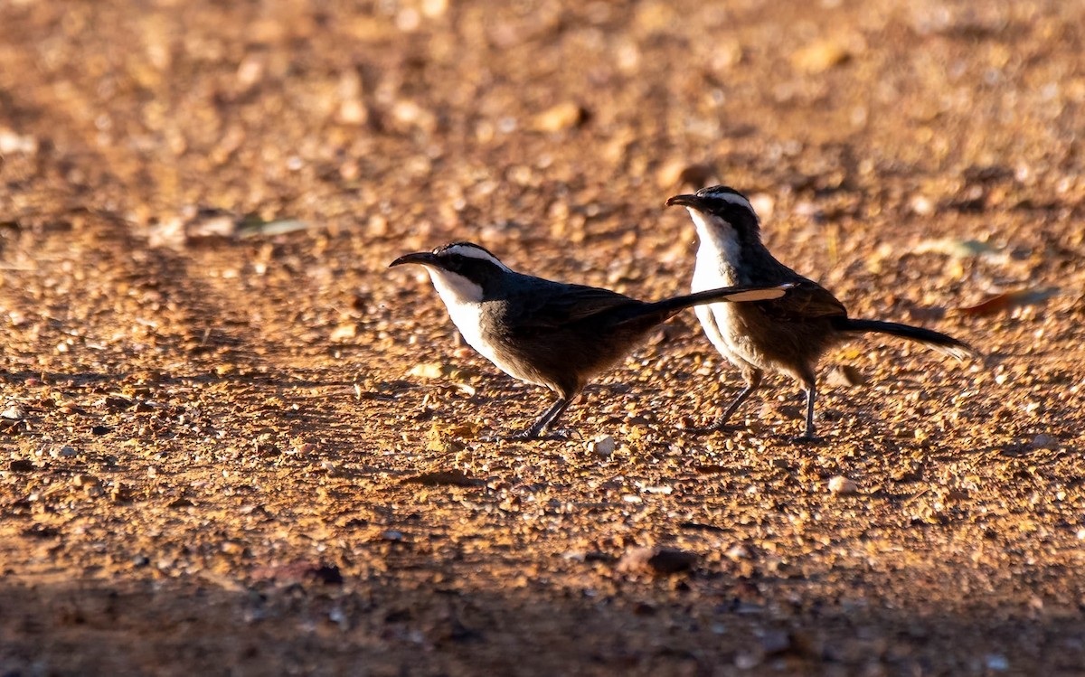 White-browed Babbler - Gordon Arthur