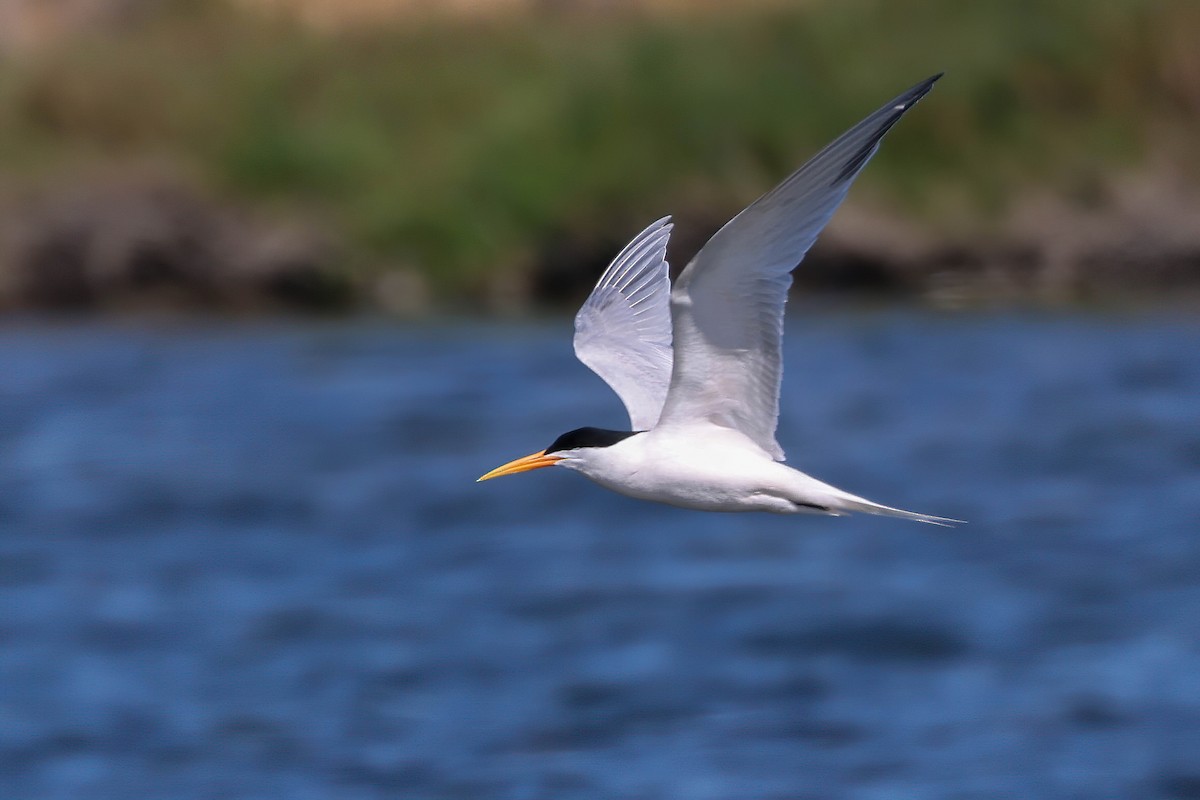 Elegant Tern - Garrett Lau