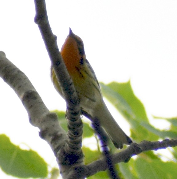 Blackburnian Warbler - Richard Buist