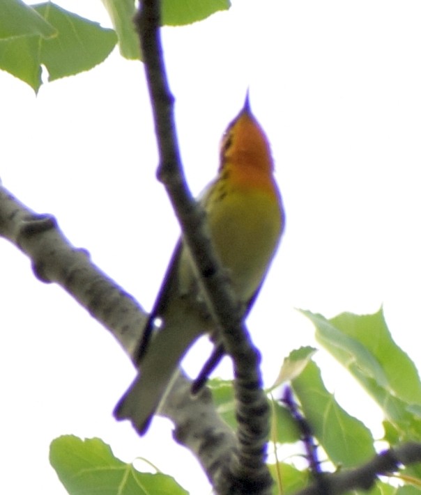 Blackburnian Warbler - Richard Buist