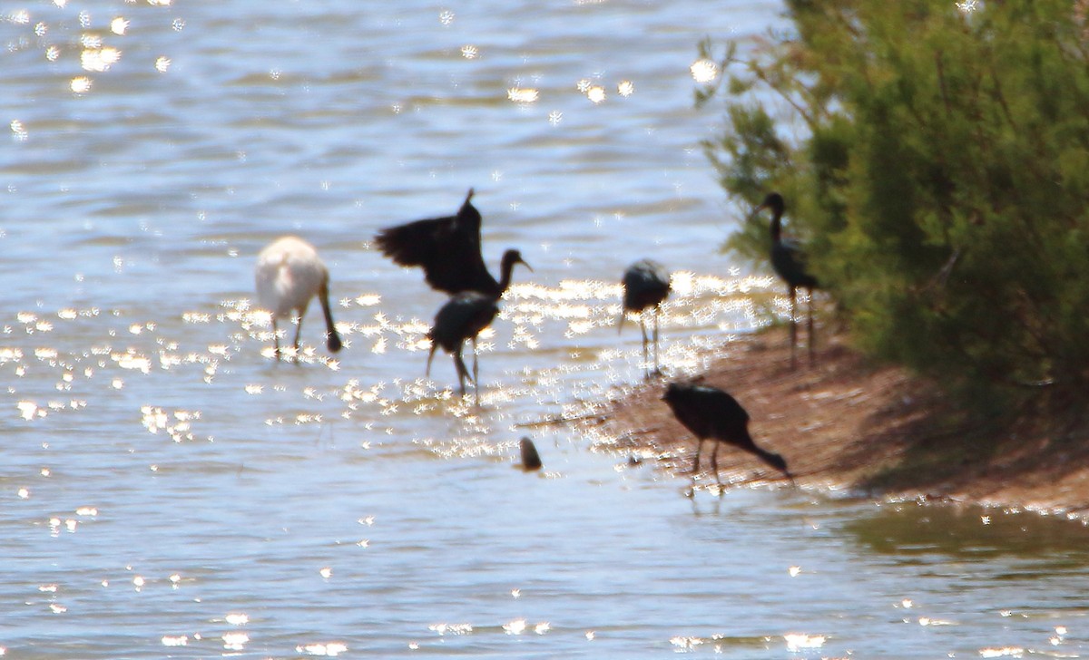 Glossy Ibis - bousquet francois