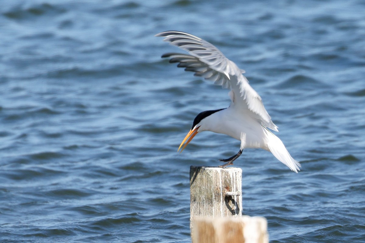 Elegant Tern - Garrett Lau