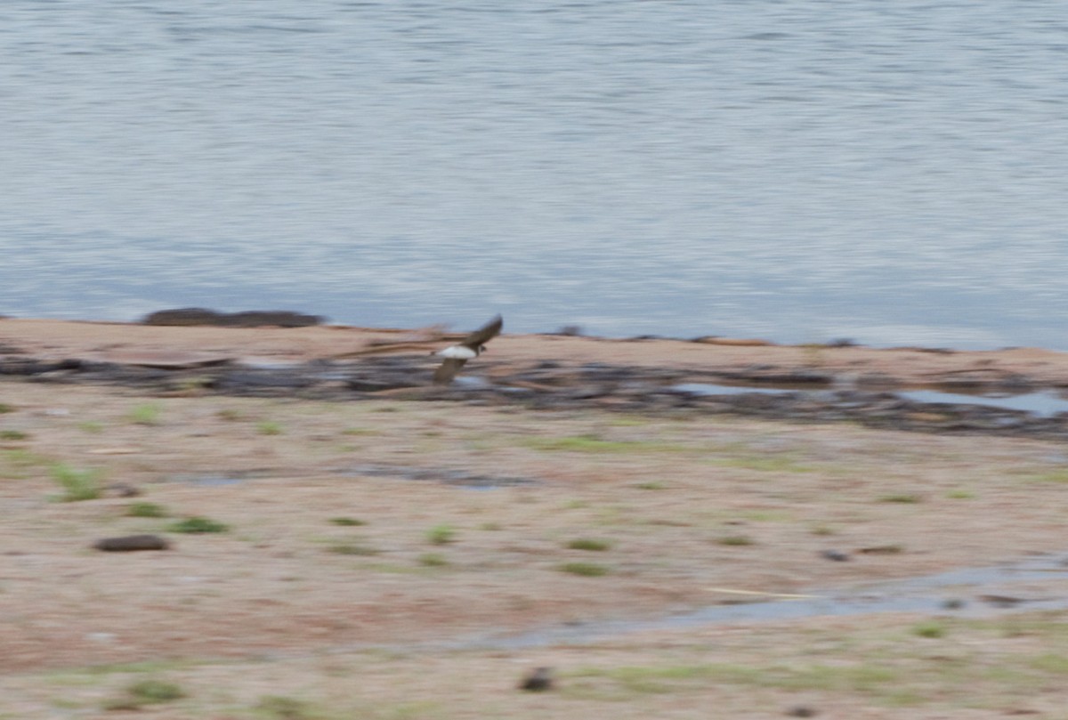 Bank Swallow - ML619515177