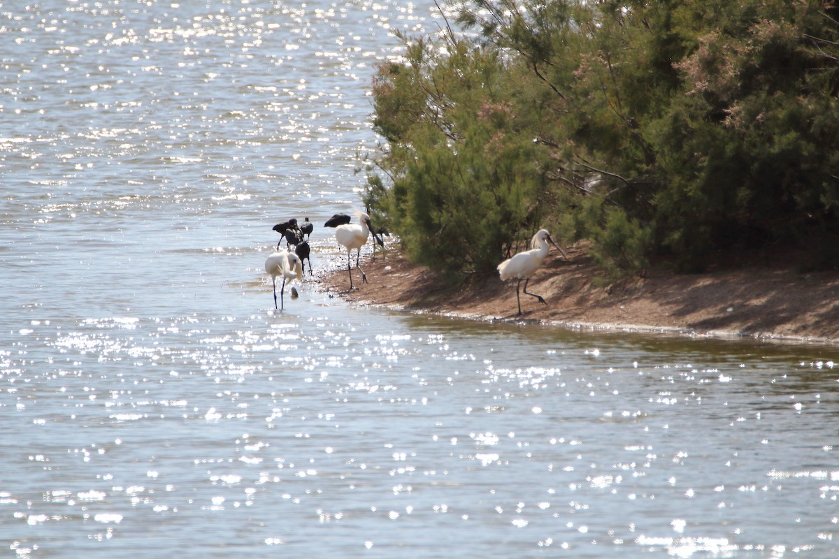 Glossy Ibis - bousquet francois