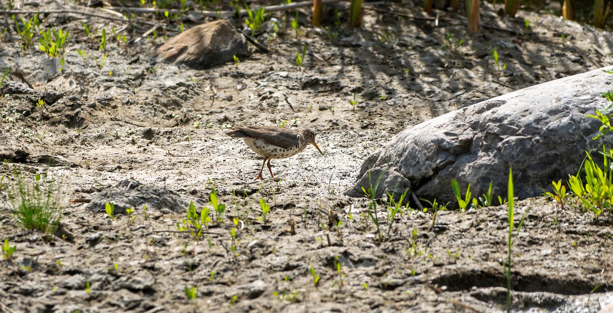 Spotted Sandpiper - Chad Berry