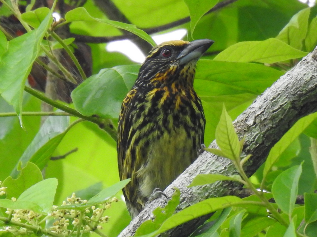 Gilded Barbet - Justin Harris