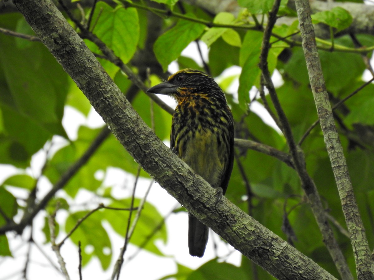 Gilded Barbet - ML619515193