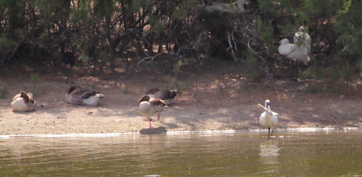 Eurasian Spoonbill - bousquet francois