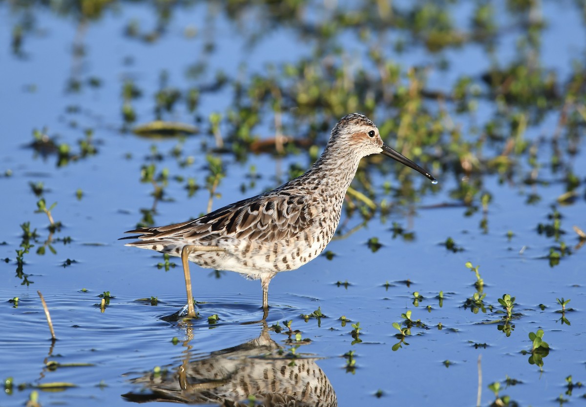 Stilt Sandpiper - Paul Nielson