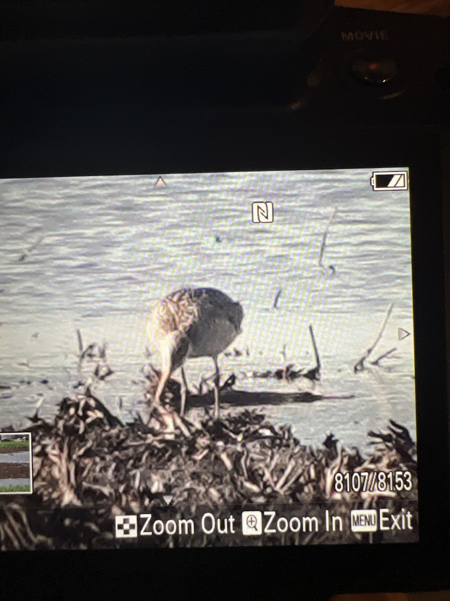 Marbled Godwit - Richard Beilfuss