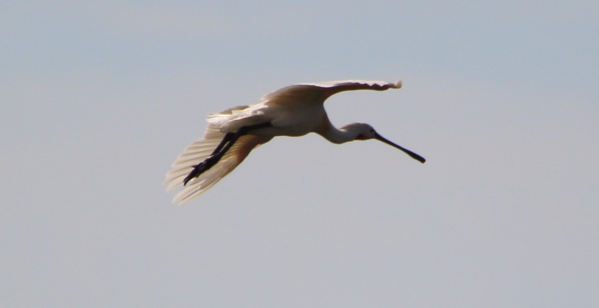 Eurasian Spoonbill - bousquet francois