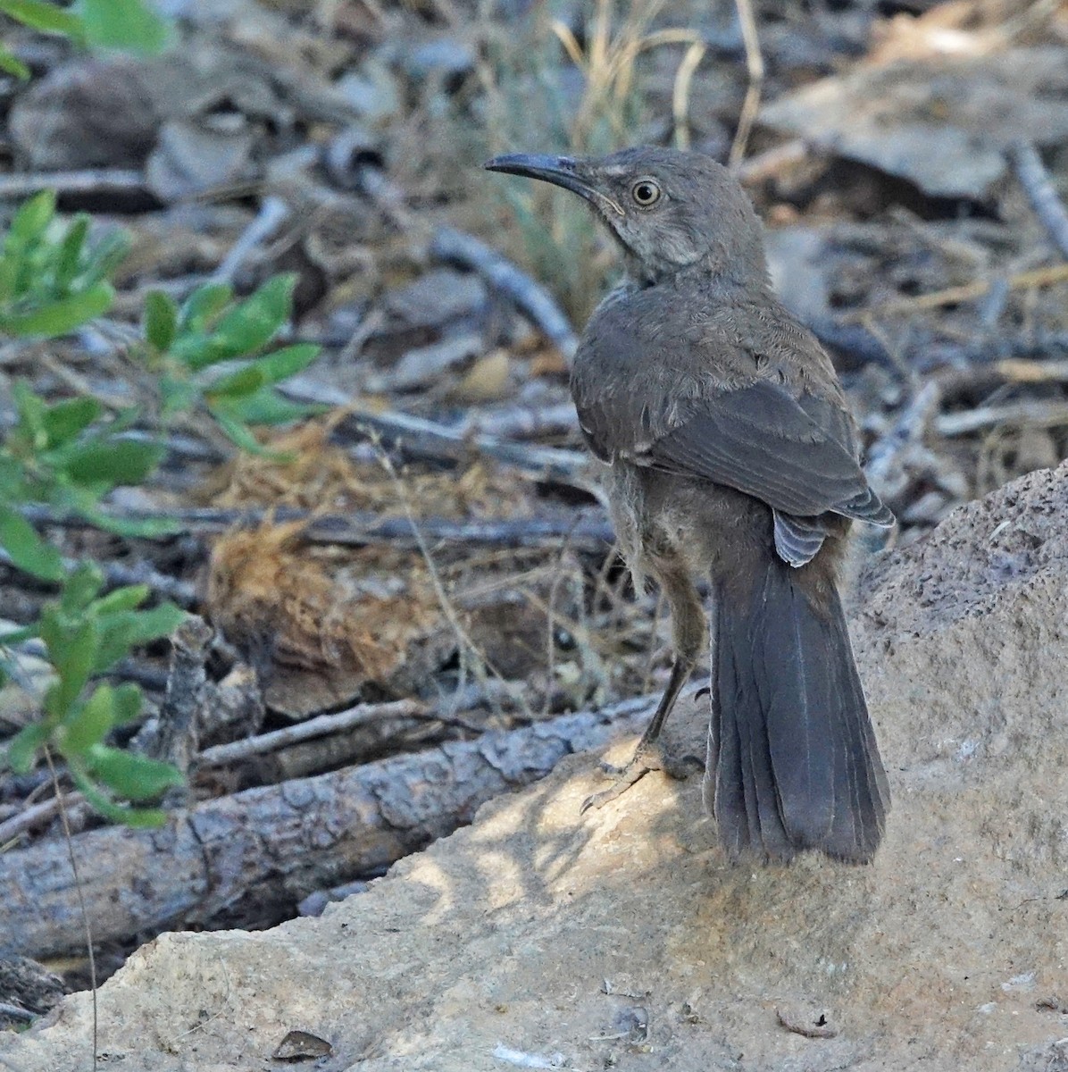 Curve-billed Thrasher - Carolyn Ohl, cc