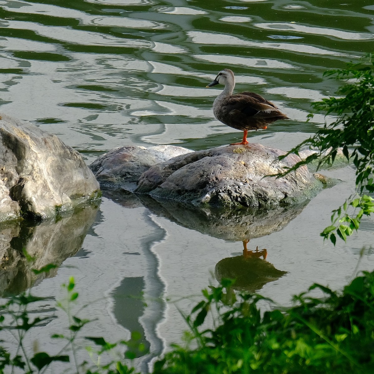 Eastern Spot-billed Duck - Kuan Chia Hsiu