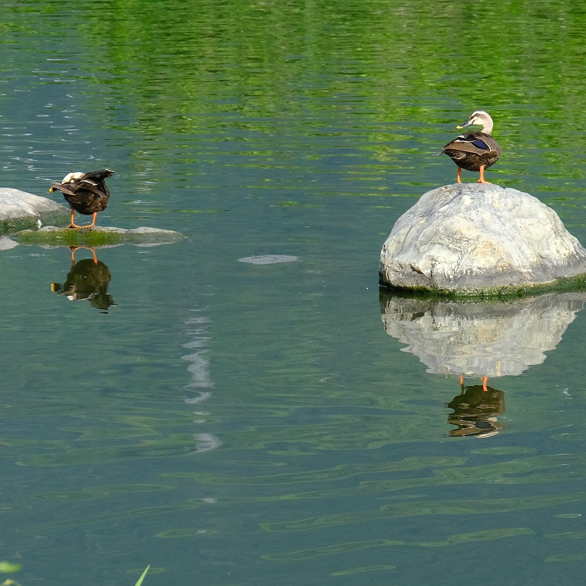 Eastern Spot-billed Duck - Kuan Chia Hsiu