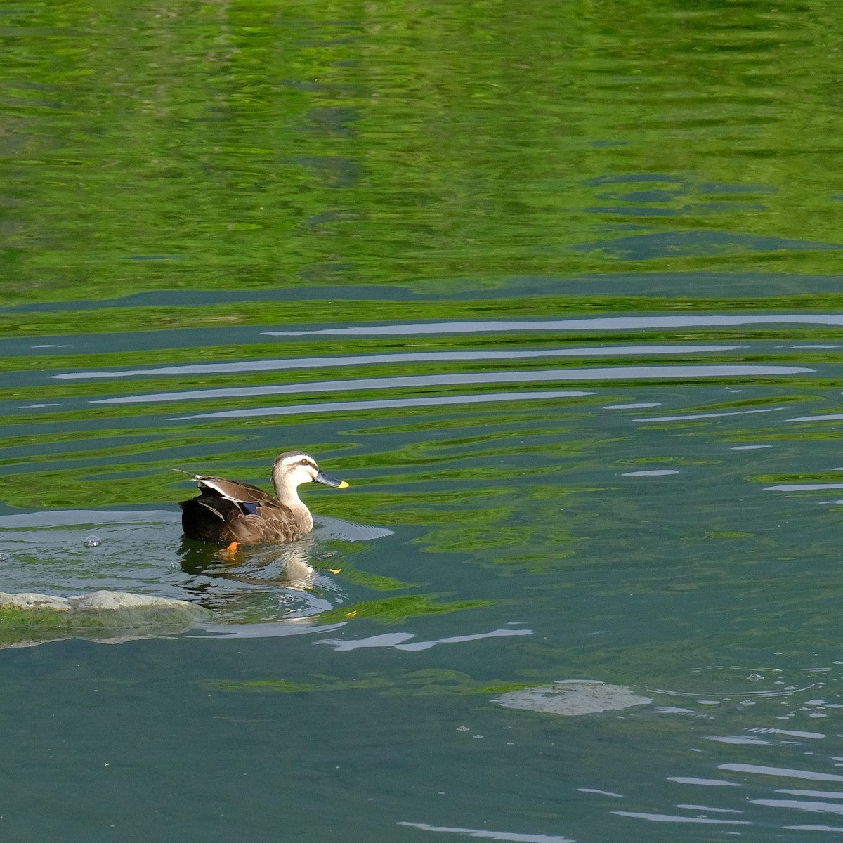 Eastern Spot-billed Duck - Kuan Chia Hsiu