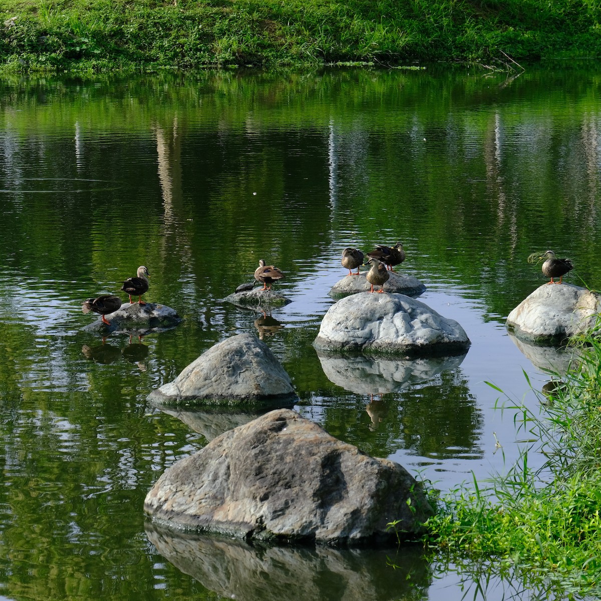 Eastern Spot-billed Duck - Kuan Chia Hsiu