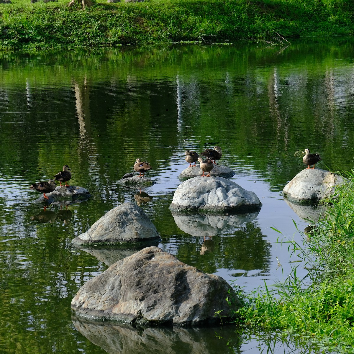 Eastern Spot-billed Duck - Kuan Chia Hsiu