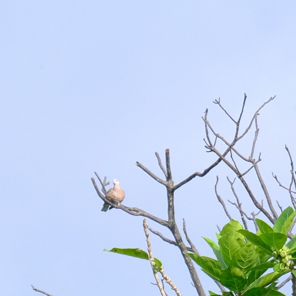 Red Collared-Dove - Kuan Chia Hsiu