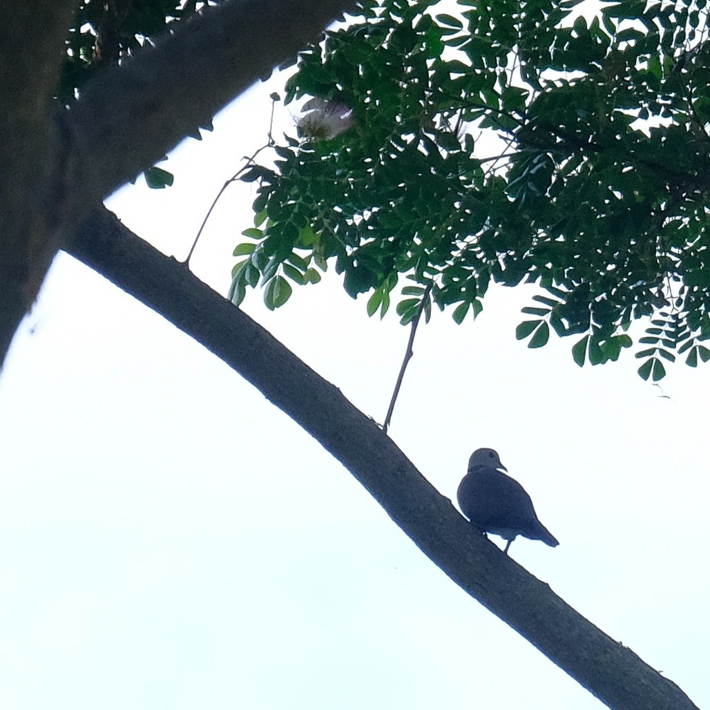 Red Collared-Dove - Kuan Chia Hsiu