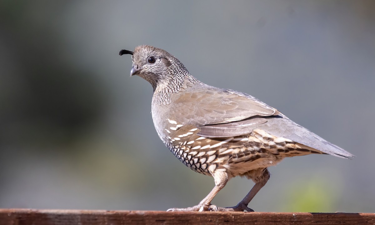 California Quail - Paul Fenwick