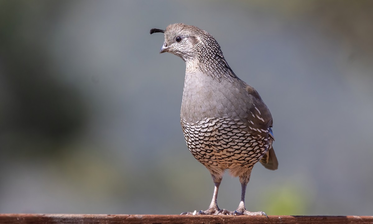 California Quail - Paul Fenwick