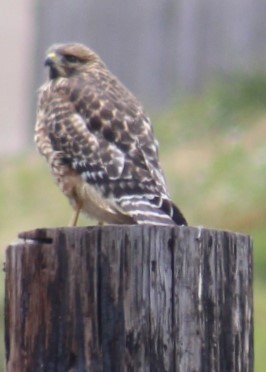 Red-shouldered Hawk - Richard Breisch