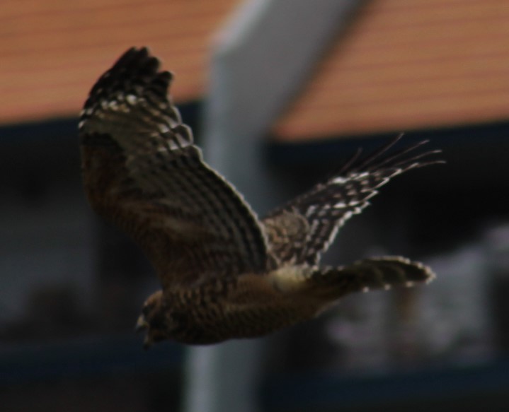 Red-shouldered Hawk - Richard Breisch