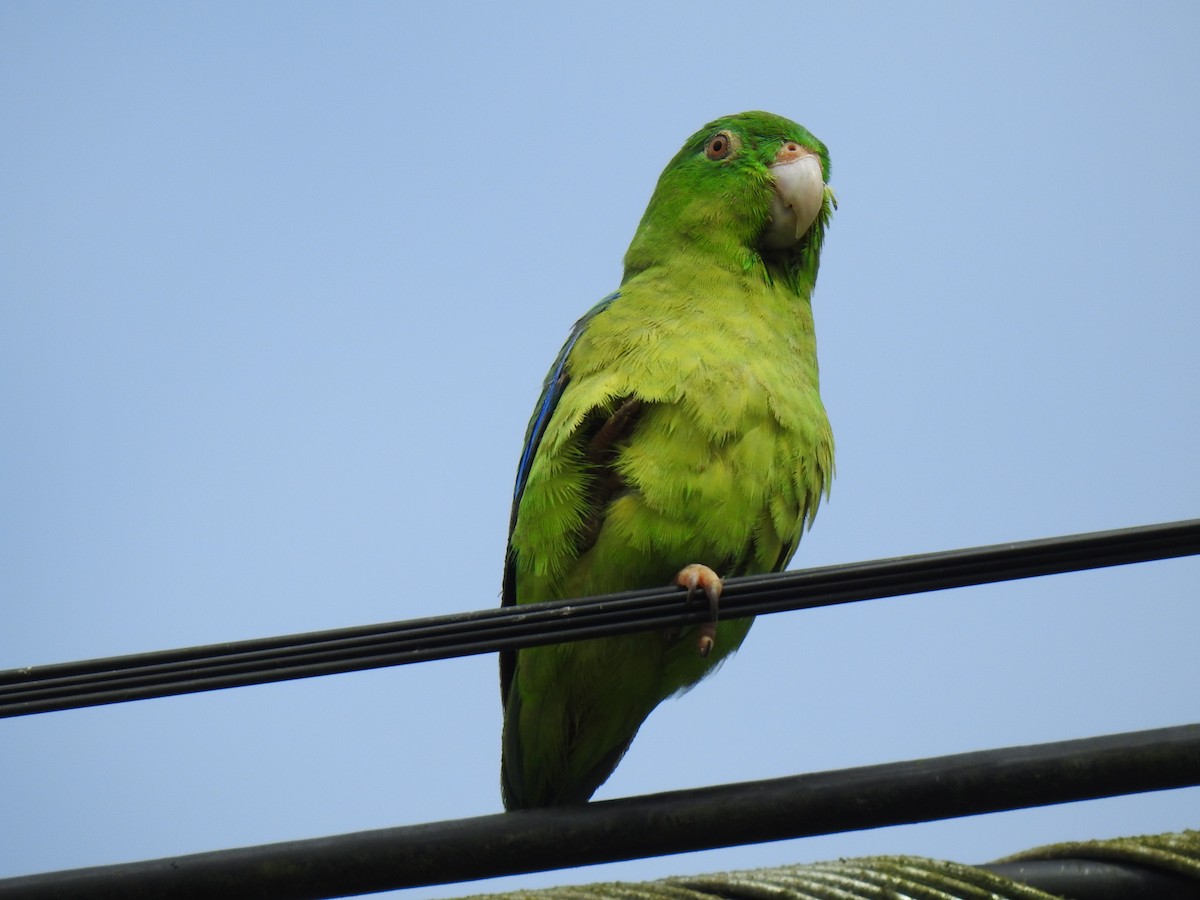 Riparian Parrotlet - Justin Harris