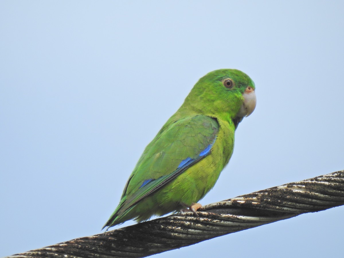 Riparian Parrotlet - Justin Harris