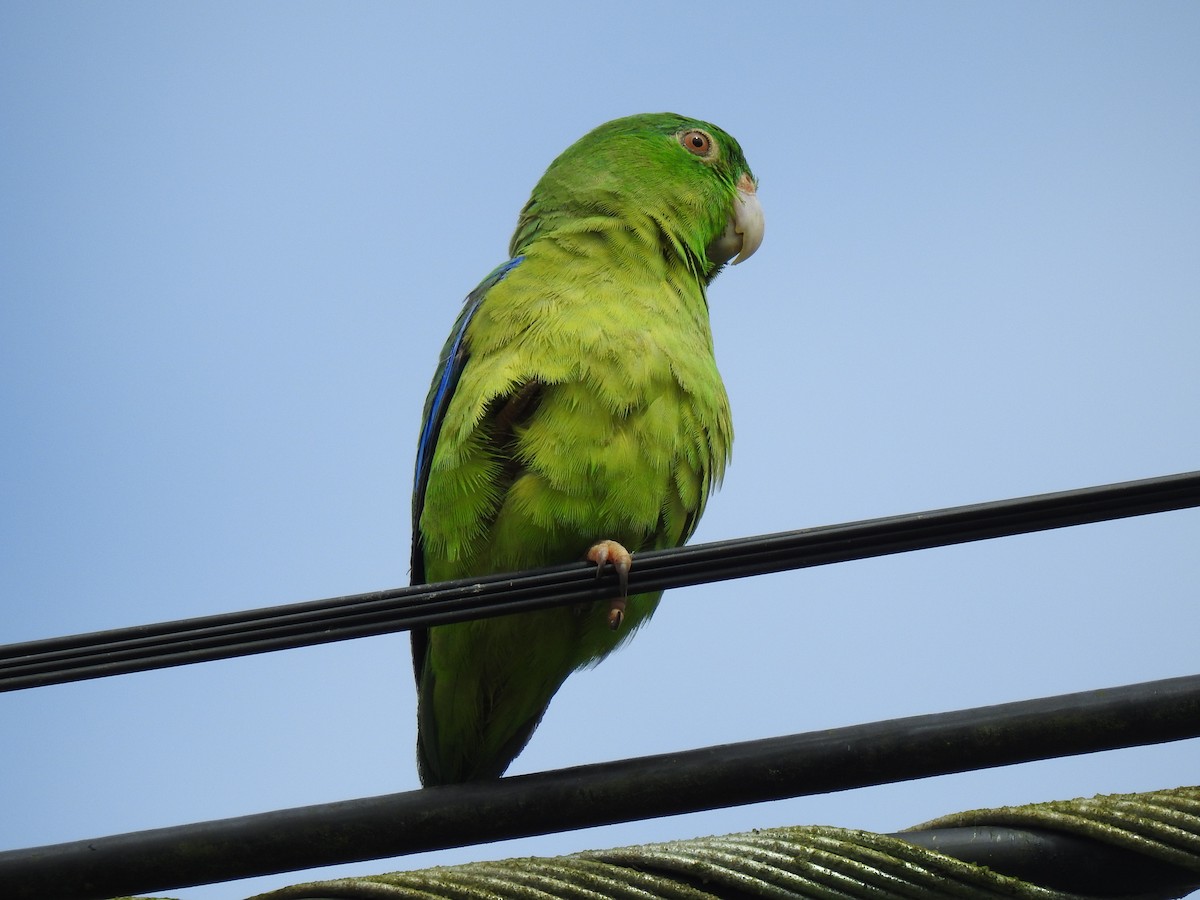 Riparian Parrotlet - Justin Harris