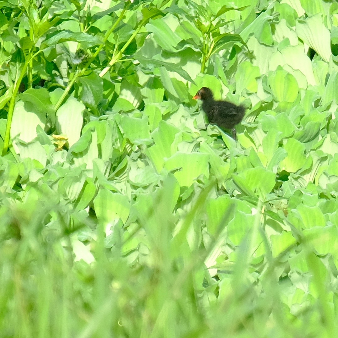 Eurasian Moorhen - Kuan Chia Hsiu