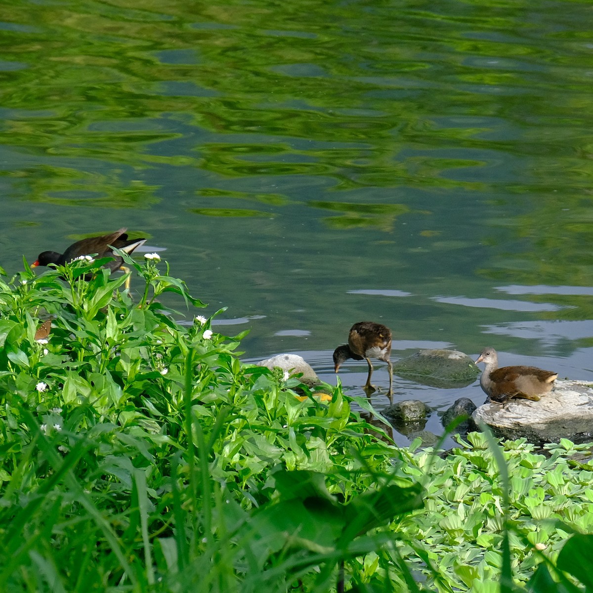 Eurasian Moorhen - Kuan Chia Hsiu