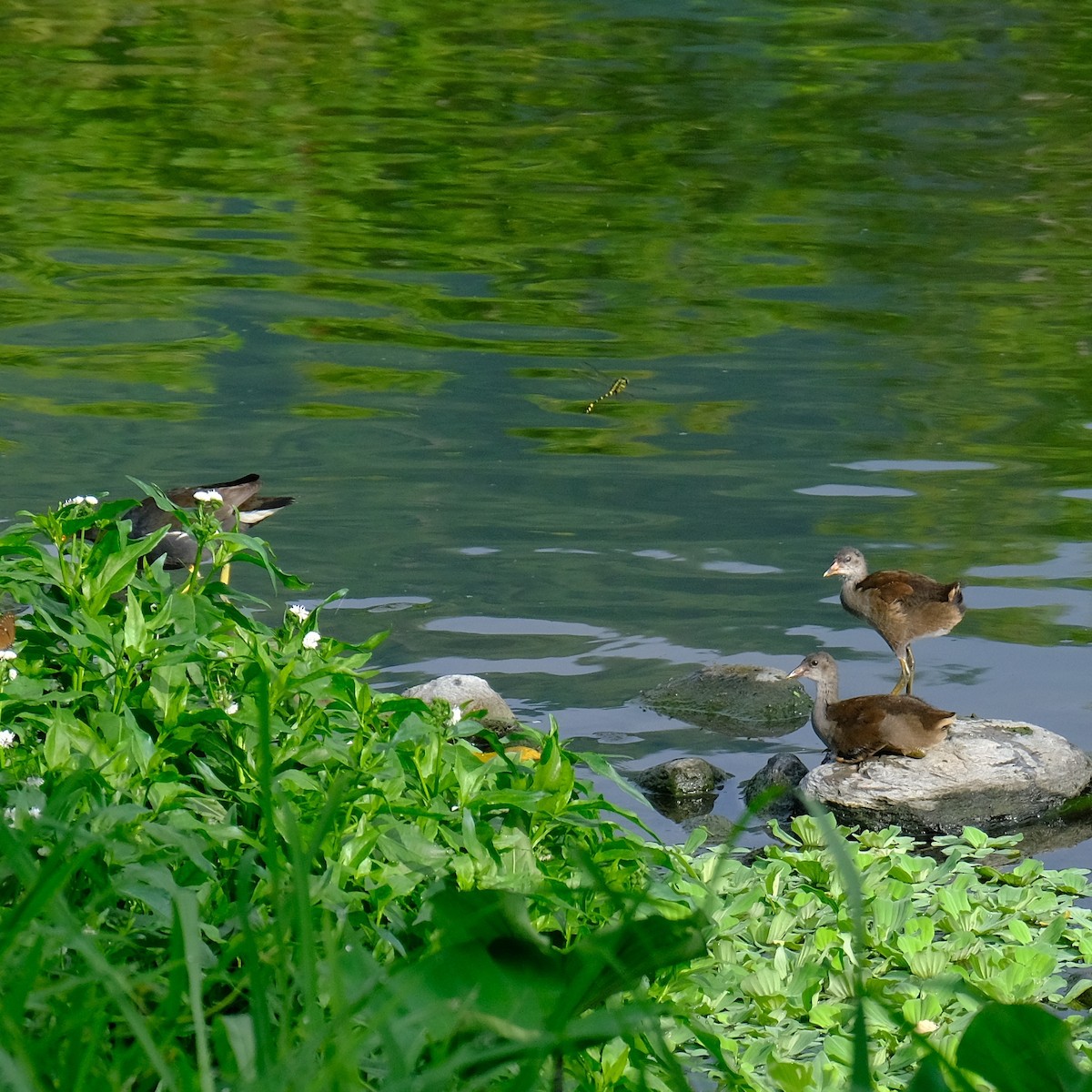 Eurasian Moorhen - Kuan Chia Hsiu