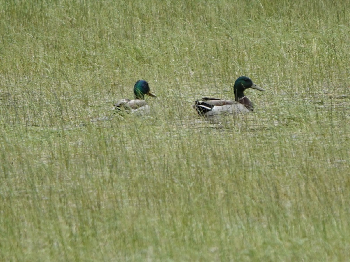 Mallard - Kirsti Aamodt