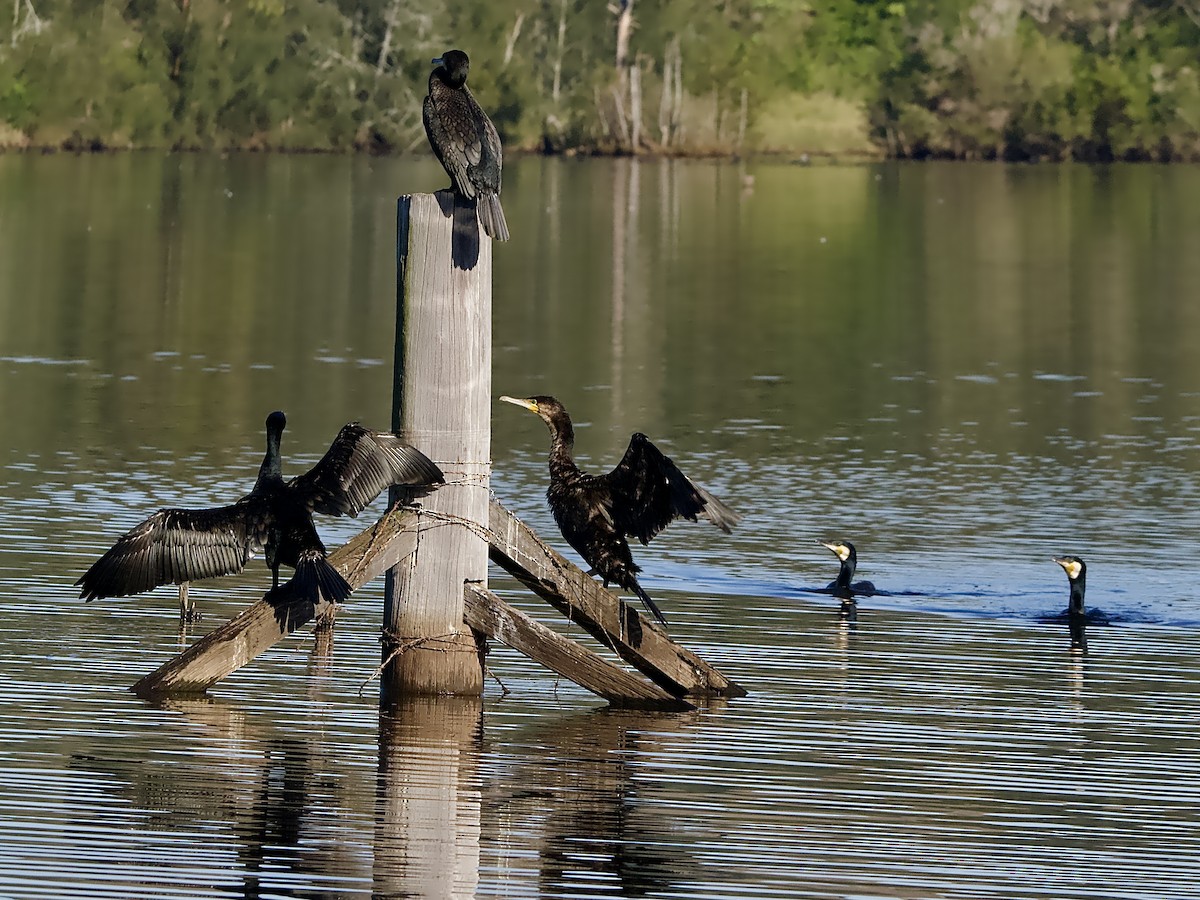 Great Cormorant - Allan Johns