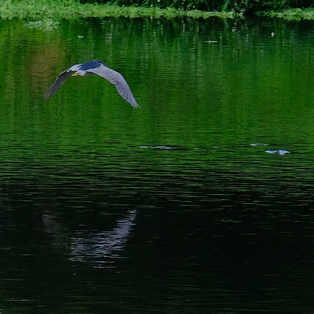 Black-crowned Night Heron - Kuan Chia Hsiu