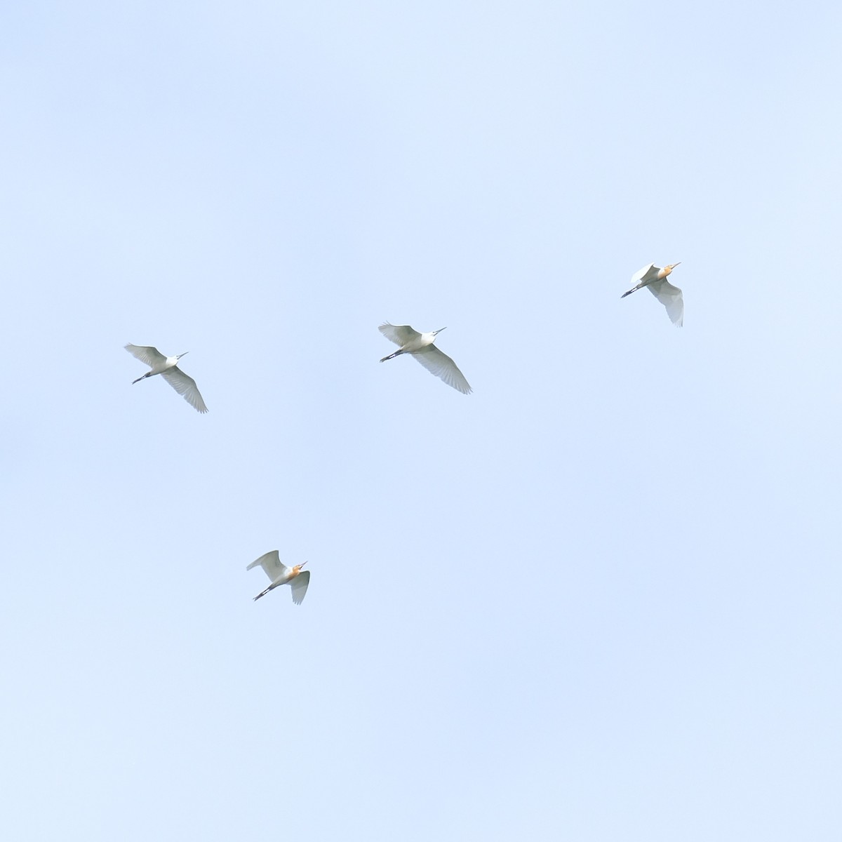 Eastern Cattle Egret - Kuan Chia Hsiu