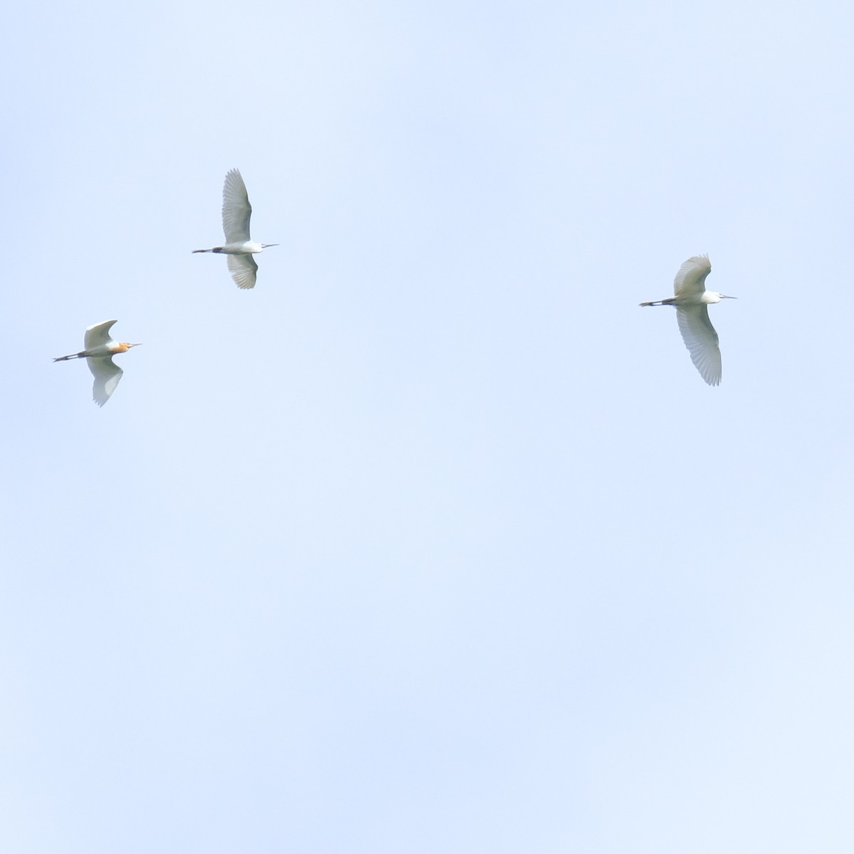 Eastern Cattle Egret - Kuan Chia Hsiu