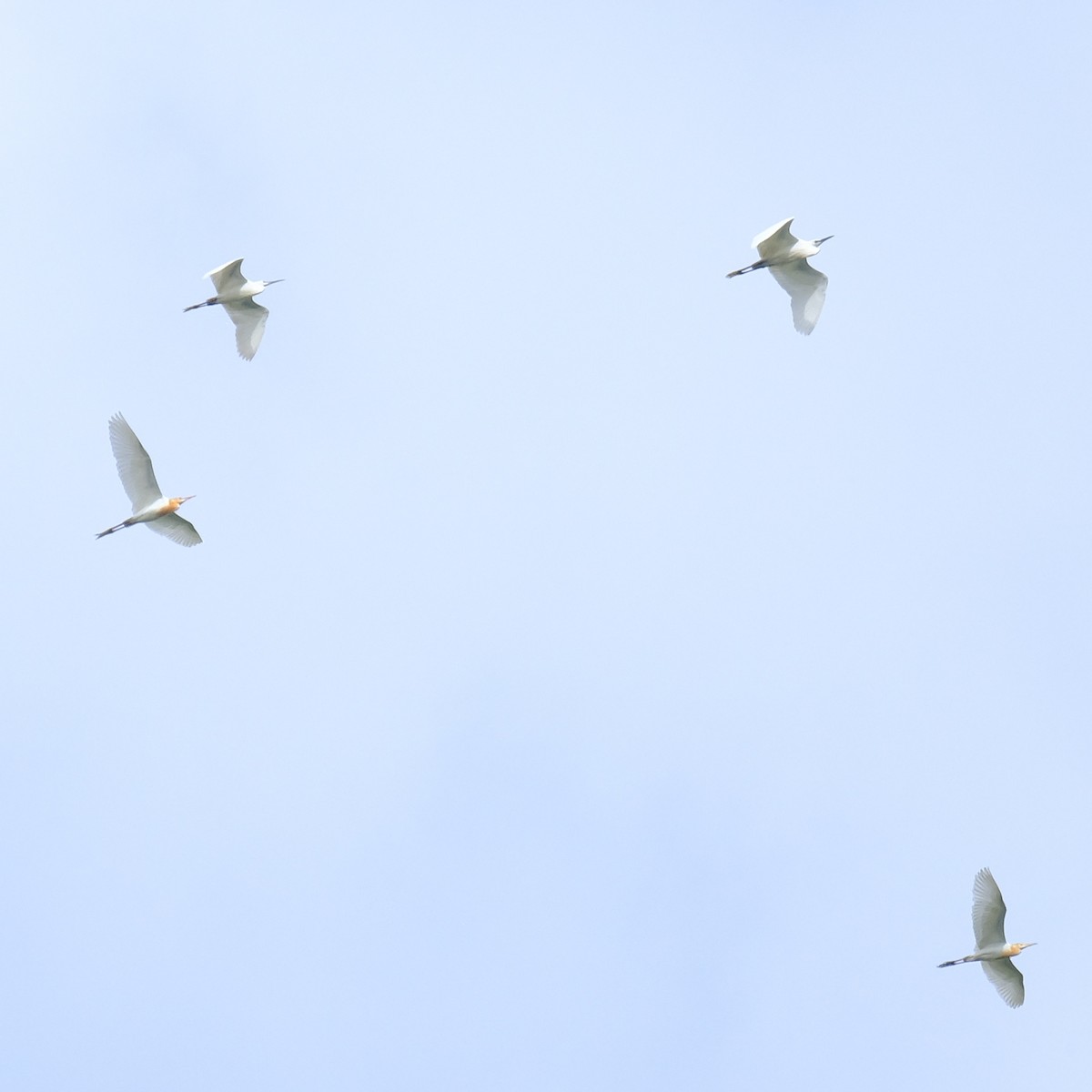 Eastern Cattle Egret - Kuan Chia Hsiu