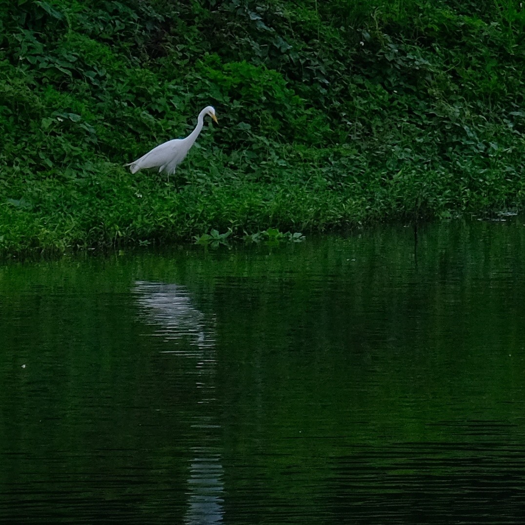 Medium Egret - Kuan Chia Hsiu