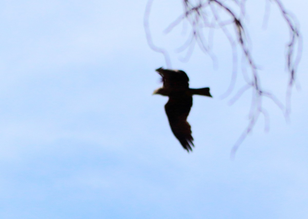 Black Kite - bousquet francois