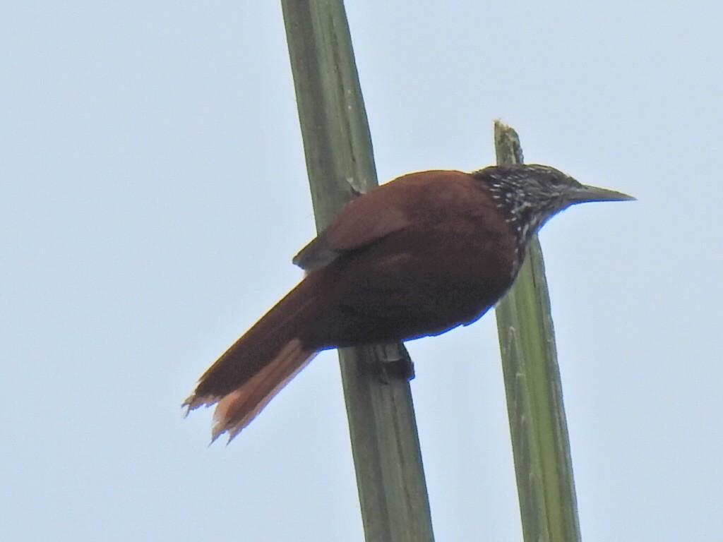 Point-tailed Palmcreeper - ML619515263