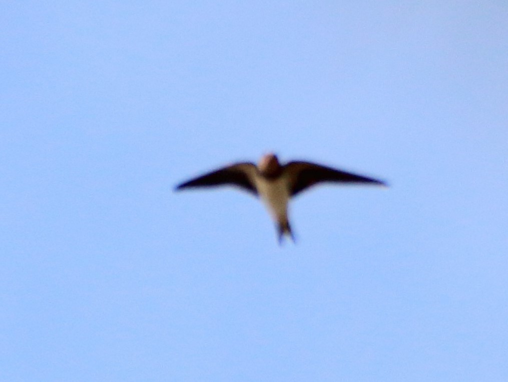 Barn Swallow - bousquet francois