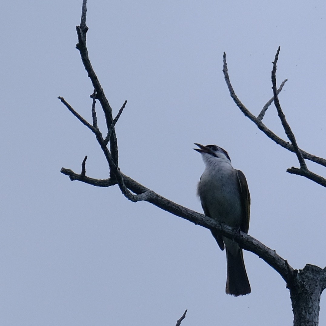 Styan's Bulbul - Kuan Chia Hsiu