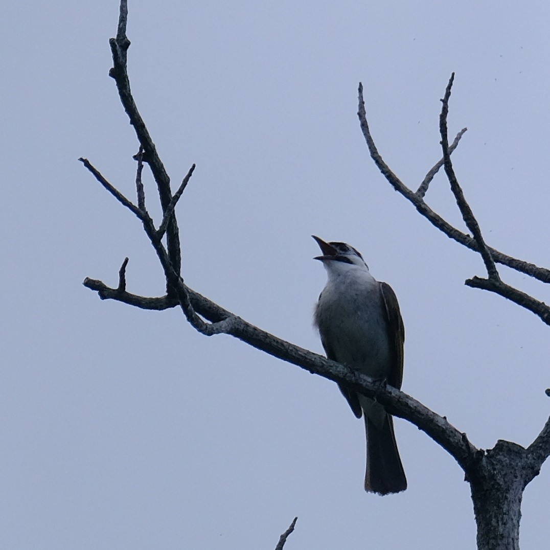 Styan's Bulbul - Kuan Chia Hsiu