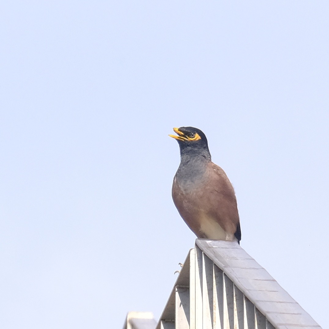 Common Myna - Kuan Chia Hsiu