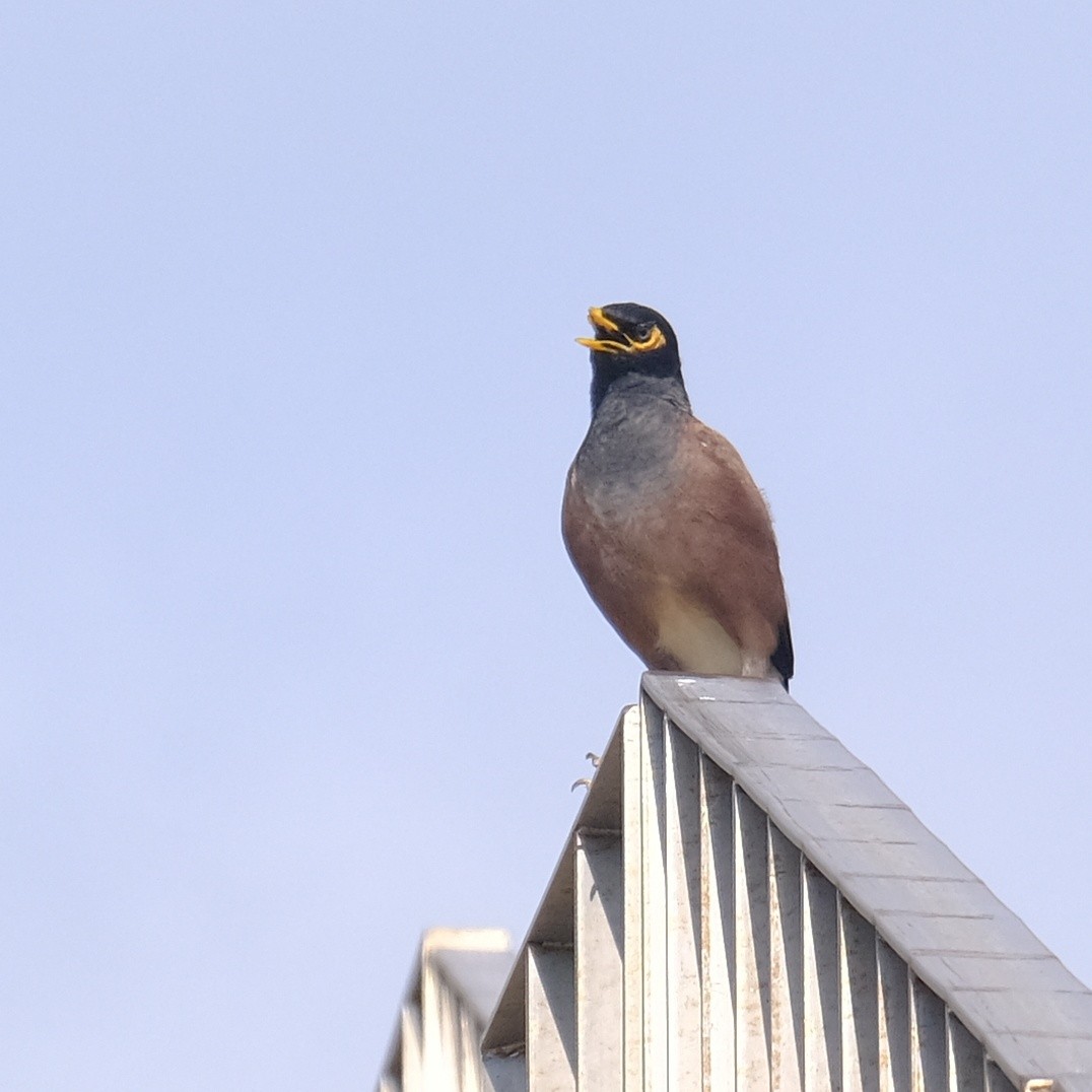 Common Myna - Kuan Chia Hsiu