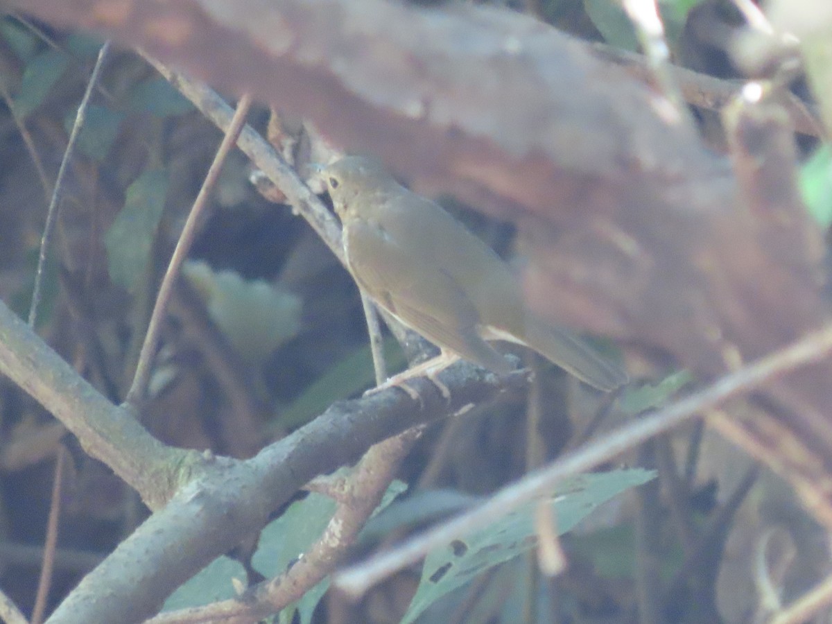 Swainson's Thrush - Sergio Díaz Infante