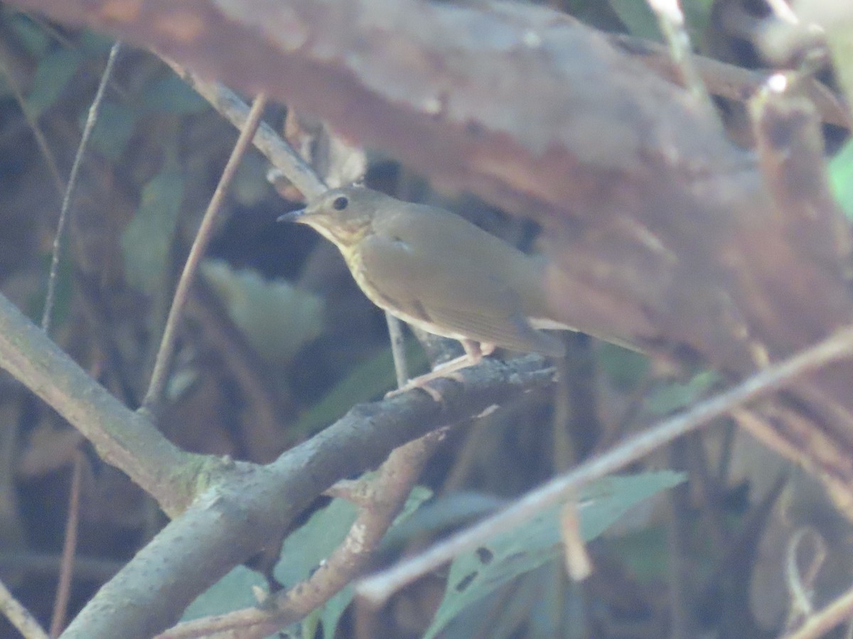 Swainson's Thrush - Sergio Díaz Infante